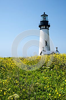 Yaquina Head Lighthouse in bloom photo