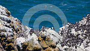 Yaquina head at Oregon with large bird colony.