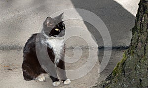 Yard black cat with white breast sitting on concrete curb warily looks at trunk of tree standing to the right