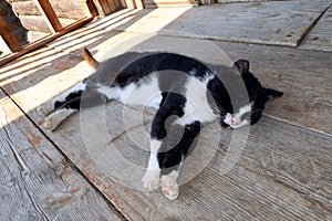 Yard black and white cat dozes on the porch of a wooden house after lunch