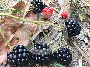 Yard Blackberries