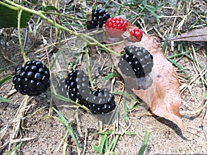 Yard Blackberries