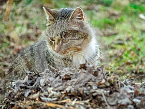 Yard cat among the grass and dry leaves.