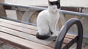 A yard cat sits on a park bench