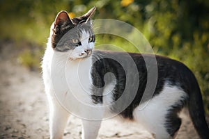 A yard cat turned around, standing on a country road