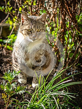 Yard cat among vegetation.