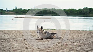 yard dog resting lying on the sand by the river