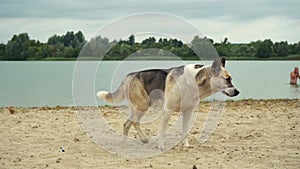 yard dog walking on the sand on the beach