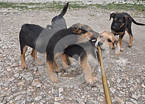 Yard dogs play with a stick in the yard