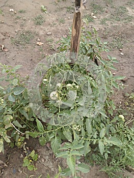 Yard and Garden: Staking Tomatoes