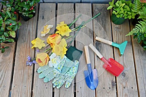 Yard and garden tools for spring and summer gardening with plants