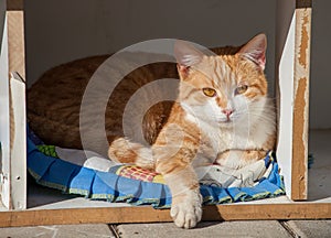 Yard ginger cat