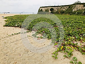 Yard of Ipomoea pes-caprae or Bayhops or Beach morning glory flower.