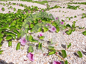 Yard of Ipomoea pes-caprae or Bayhops or Goat`s foot or Beach morning glory flower.