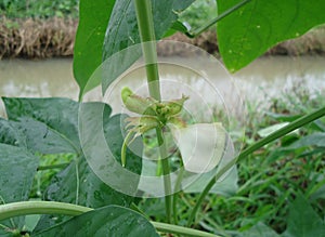 Yard-long bean flower, yard-long bean flower will bloom Thrust out into the corner of the bouquet.