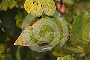 Yard long bean leaf disease from fungi