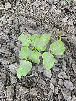 Yard long bean plaint on the ground