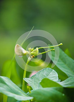 Yard long beans cultivation Kerala