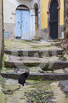 Yard in the old city with two cats