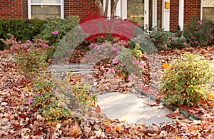 Yard of pretty house that needs yardwork - fall leaves in flowers and on sidewalk