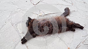 The yard`s dirty little Black kitten sleeps on the ground and then sweetly stretches.