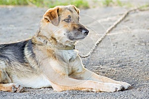 In the yard sits a guard dog on the chain. The dog is guarding t