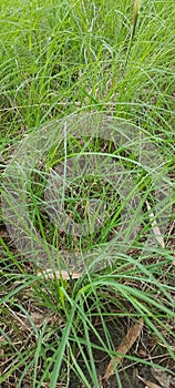 In the yard, the yard is thickly overgrown with green wild grass spreading upwards photo