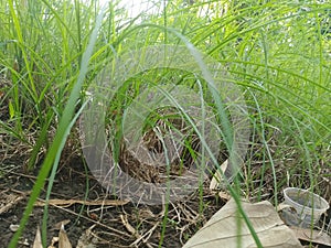 In the yard, the yard is thickly overgrown with green wild grass spreading upwards photo