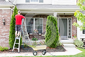 Yard work around the house trimming Thuja trees