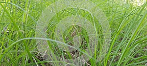 In the yard, the yard is thickly overgrown with green wild grass spreading upwards