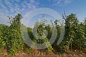 Yardlong bean farm and blue sky