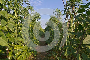Yardlong bean farm