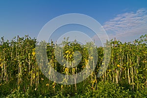 Yardlong bean farm and blue sky