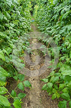 Yardlong bean farm