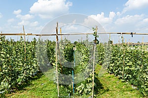 Yardlong bean farm.