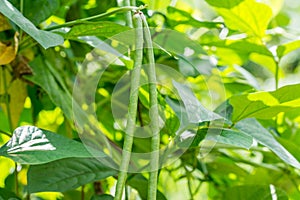 Yardlong bean in the garden