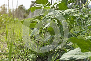 Yardlong bean plant saplings in agricultural farms, Asia Thai farmer, plant growth, farming agricultural concept