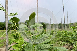 Yardlong bean plant saplings in agricultural farms, Asia Thai farmer, plant growth, farming agricultural concept