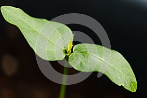 Yardlong bean sprout