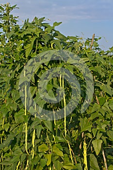 Yardlong beans in the farm