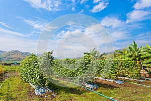 The Yardlong beans farm