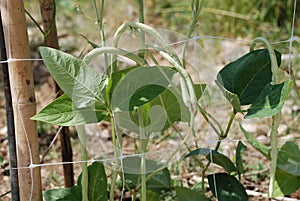 Yardlong Beans on Vine