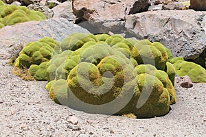 Yareta or Azorella compacta plant