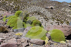 Yareta or Azorella compacta plant in high mountains of South America altiplano