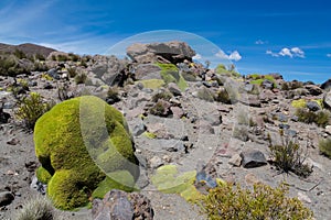 Yareta or Azorella compacta plant in high mountains of South America altiplano