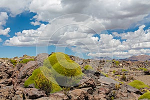 Yareta or Azorella compacta plant in high mountains of South America altiplano