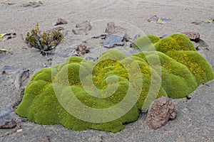 Yareta or Azorella compacta plant in high mountains of South America altiplano