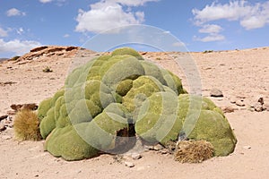 Yareta or Llareta Azorella compacta is a flowering plant native to South America. photo