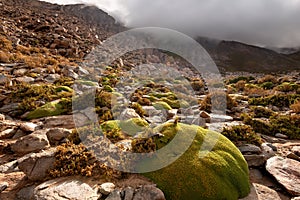 Yareta plant (Azorella compacta) photo