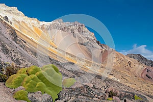 Yareta plant on slopes of volcano in Peru desert high mountains of Altiplano